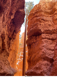 163 a18. Bryce Canyon - Wall Street hike - very patient tree