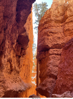 165 a18. Bryce Canyon - Wall Street hike - very patient tree