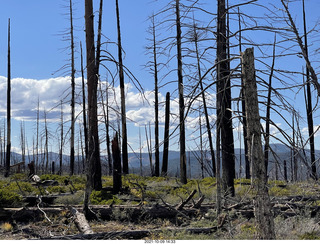 203 a18. Bryce Canyon drive - burnt trees