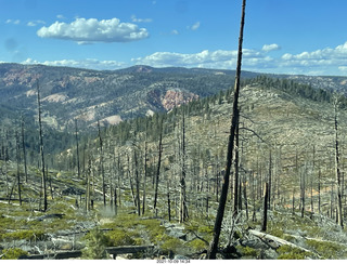 205 a18. Bryce Canyon drive - burnt trees