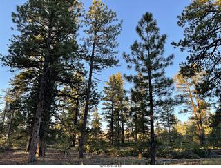 62 a18. Bryce Canyon trees