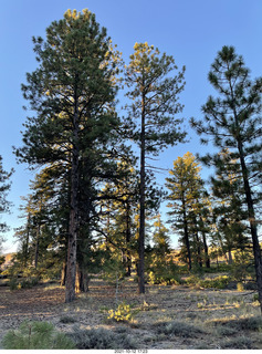 63 a18. Bryce Canyon trees