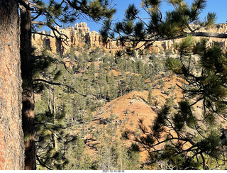 Bryce Canyon trees