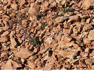 Bryce Canyon Fairyland Trail hike - flowers