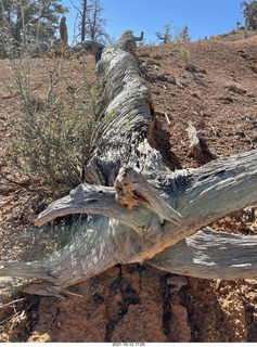 Bryce Canyon Fairyland Trail hike - twisted tree