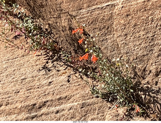 Zion National Park - flowers