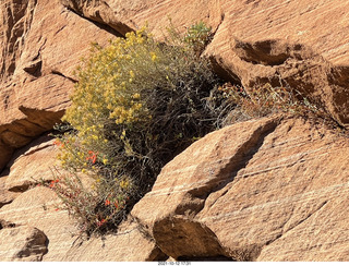 Zion National Park - flowers