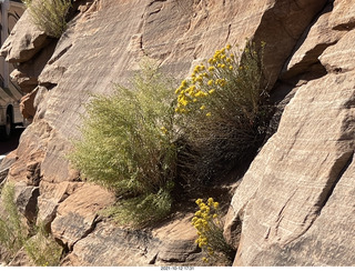 Zion National Park - flowers