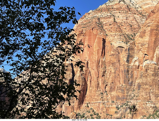 Zion National Park - flowers