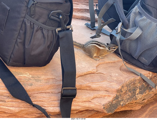 30 a18. Zion National Park - Scout Landing - chipmunk