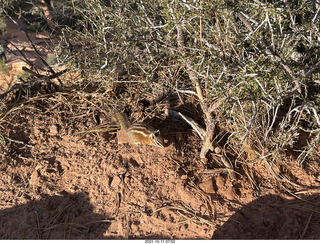 Zion National Park - Scout Landing - chipmunk