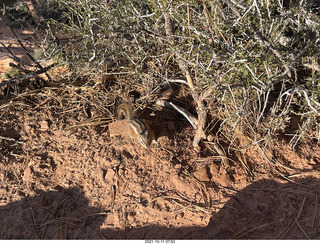 38 a18. Zion National Park - Scout Landing - chipmunk