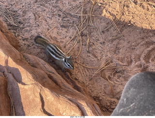 60 a18. Zion National Park - Scout Landing - chipmunk