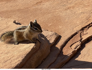 63 a18. Zion National Park - Scout Landing - chipmunk