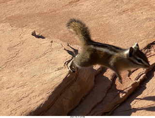 64 a18. Zion National Park - Scout Landing - chipmunk