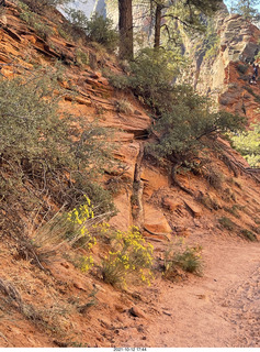 Zion National Park - Scout Landing - chipmunk