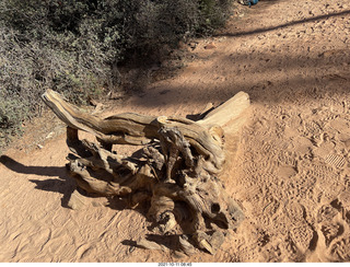 79 a18. Zion National Park - Scout Landing - tree bench