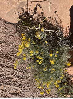 Zion National Park - Scout Landing hike - flowers