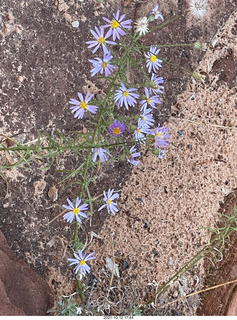 Zion National Park - Scout Landing hike