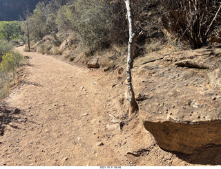 Zion National Park - Scout Landing hike - rocks with nodules