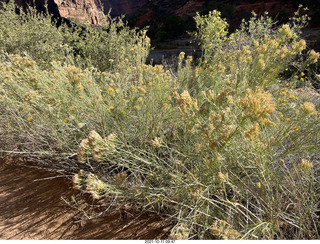 107 a18. Zion National Park - Scout Landing hike - wildflowers