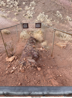 457 a18. Valley of Fire State Park - Nevada - petrified log