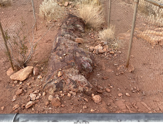 459 a18. Valley of Fire State Park - Nevada - petrified log