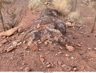 Valley of Fire State Park - Nevada - petrified log