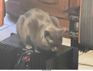 cat Jane in my hifi room