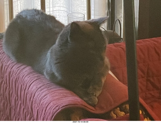 cat Devin in my hifi room