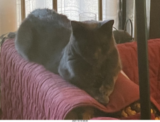 my cat Max and part of my cat Devin