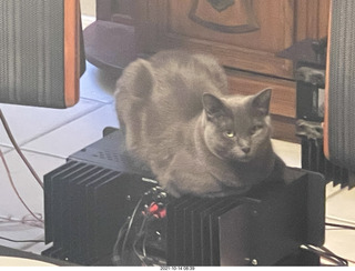 cats Davin, Jane, and Max