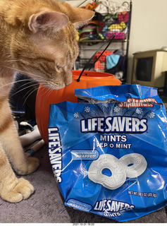 1040 a18. my cat Max and Pep-O-Mint life savers
