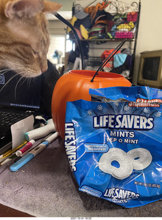 1043 a18. my cat Max and Pep-O-Mint life savers