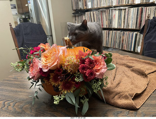 pumpkin flower arrangement + my cat Devin