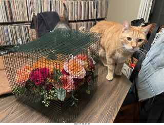 1047 a19. pumpkin flower arrangement + my cats Max and Devin