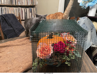 1048 a19. pumpkin flower arrangement + my cats Max and Devin
