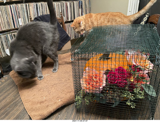 1050 a19. pumpkin flower arrangement + my cats Max and Devin