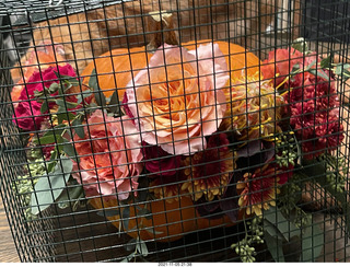 pumpkin flower arrangement + my cat Max