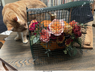 1056 a19. pumpkin flower arrangement in a cage with my cat Max