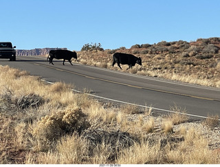 27 a19. driving from moab to fisher towers - Route 128 - cows