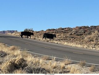 28 a19. driving from moab to fisher towers - Route 128 - cows