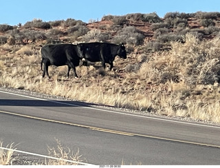 30 a19. driving from moab to fisher towers - Route 128 - cows