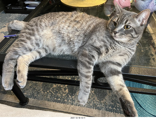 cat Potato as a kitten, old picture