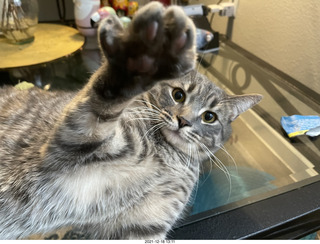 cat Potato - paw attack