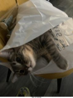 cat Potato in a bag