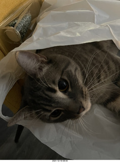 cat Potato - paw attack