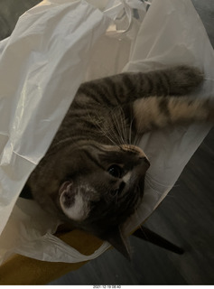 cat Potato in a bag