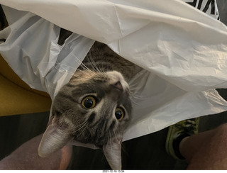 cat Potato in a bag