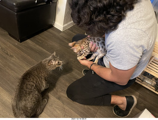 cats Potato and Pickle meeting each other